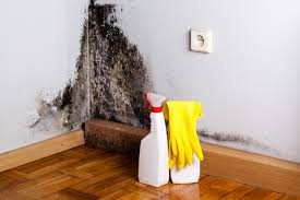 Best Mold Odor Removal Services in USA